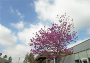 Plum Tree In Blossom
