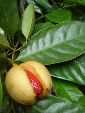 Nutmeg Pictures: Nutmeg Trees Fruit