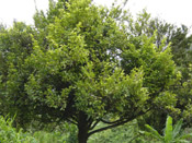 nutmeg tree picture