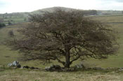 Old Hawthorn Tree