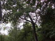 Old Hickory Tree