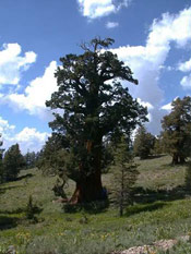 old juniper tree