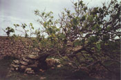 Old Fig Tree