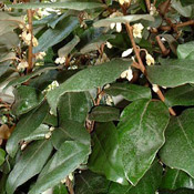 oleaster shrub
