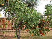 Picture of Orange Tree