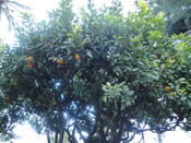 orange tree image
