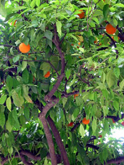 orange tree pic