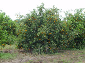 orange trees