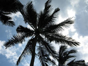 Palm Coconut Tree Image