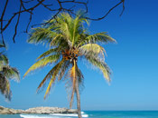 Palm Coconut Tree