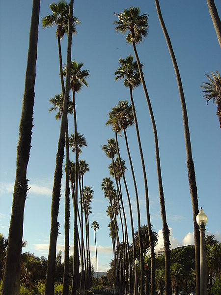 palm trees pictures. Palm Tree Pictures, Detailed