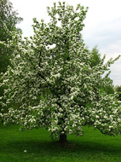 pear tree picture