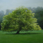 Picture of Beech Tree