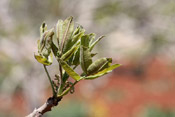 pistachio leaves