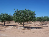 pistachio tree photo
