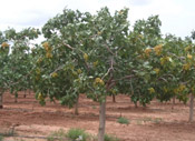 pistachio tree picture