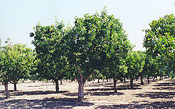 pistachio trees