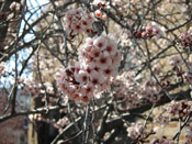 plum tree flowers