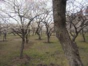 plum tree forest