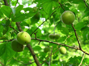 plum tree fruit
