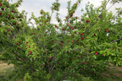 plum tree picture