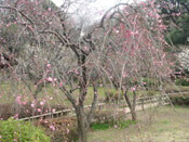 plum tree prunus