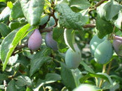 purple plum tree