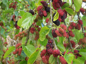 red mulberry tree