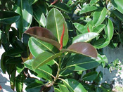 rubber leaves