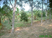 rubber tree image