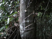 rubber tree pic