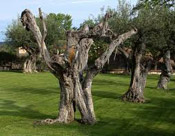 russian olive tree