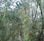 russian olive oleaster