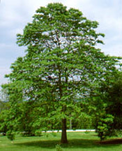 Sassafras