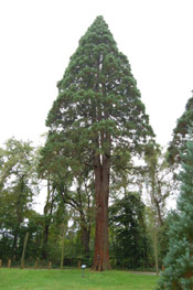 sequoia image