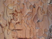 sequoia bark