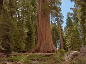Sequoia Giant Photo