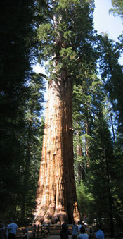Sequoia Giant