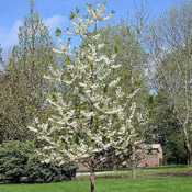silver bell tree