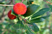 Pictures of Strawberry Trees: Strawberry tree fruit