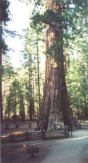 Sequoia Giant Photograph