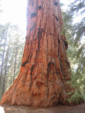 Sequoia Giant Pic