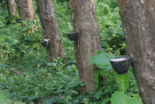tapped rubber trees