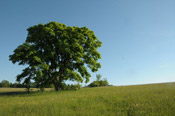 the maple tree