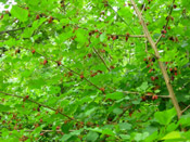 the mulberry tree