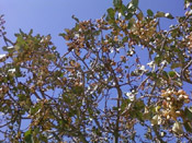 the pistachio tree