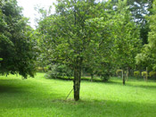 Nutmeg Tree Pictures