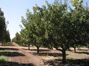 pistachio tree pic
