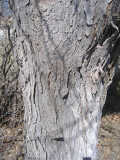 west locust tree