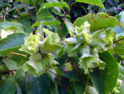 Pictures of Hazelnut Tree; Wild Hazelnut Trees
